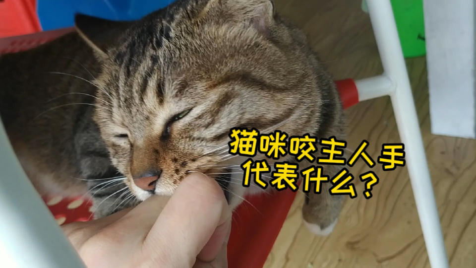 猫咪为什么咬我手哔哩哔哩bilibili