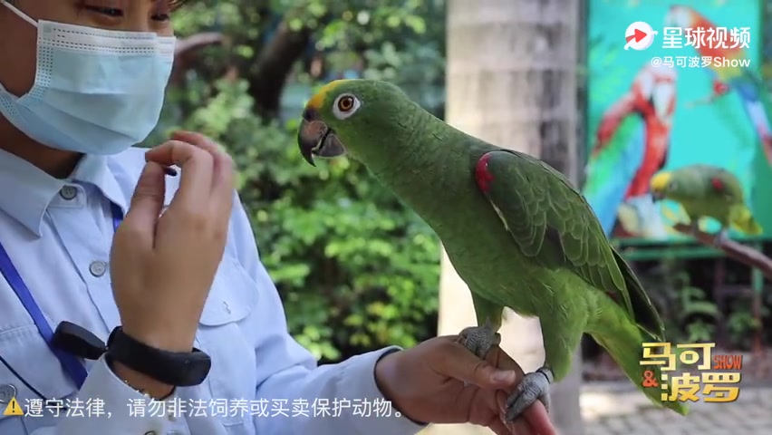 最近拍的素材剪辑成了一部沙雕鹦鹉迷惑行为图鉴