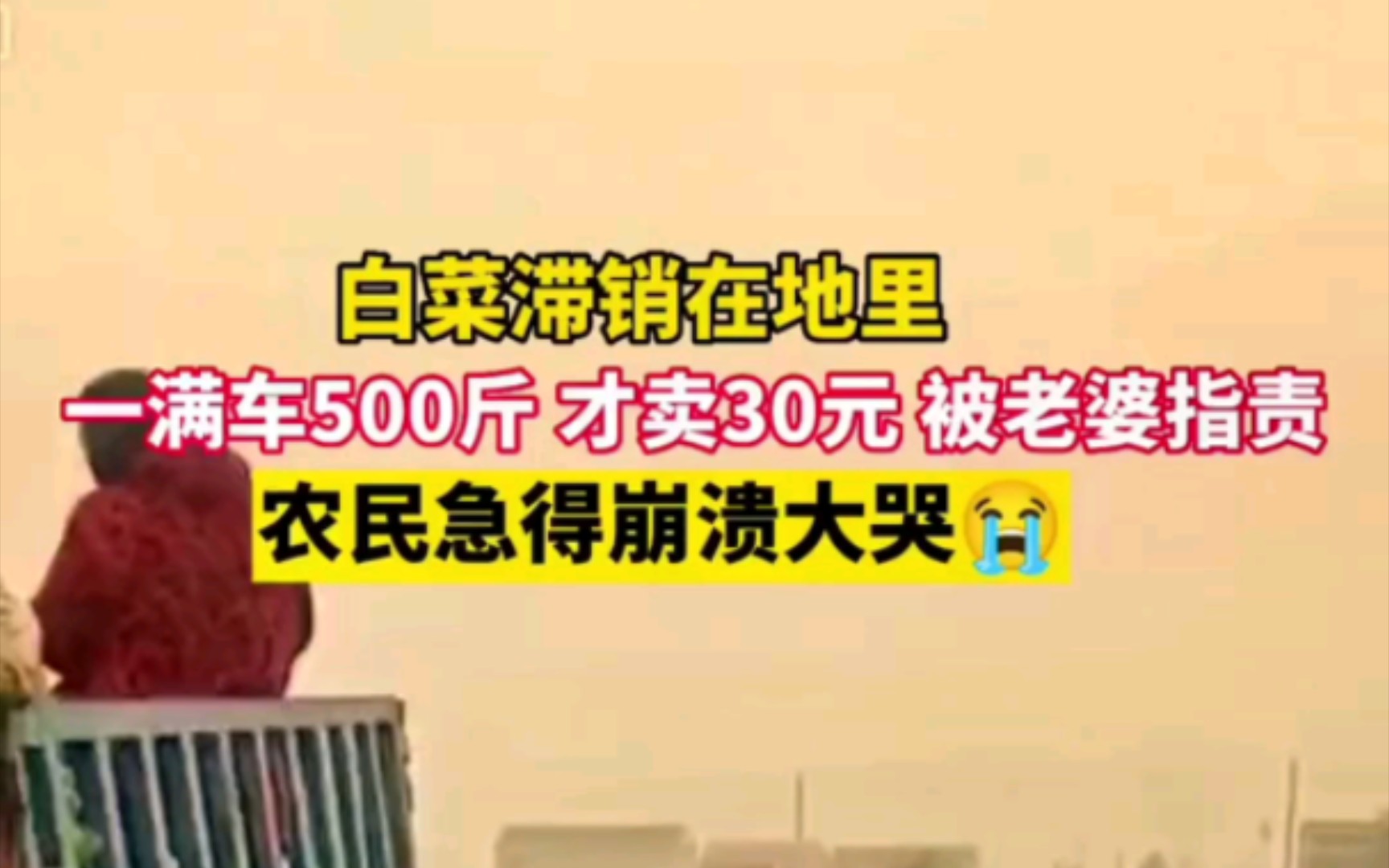 11月26日,河南商丘.白菜滞销,满满一车500斤,才卖30元,被老婆指责,农民崩溃大哭哔哩哔哩bilibili