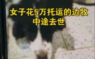 Télécharger la video: 女子花5万托运的边牧中途去世，托运公司：主人喂死的