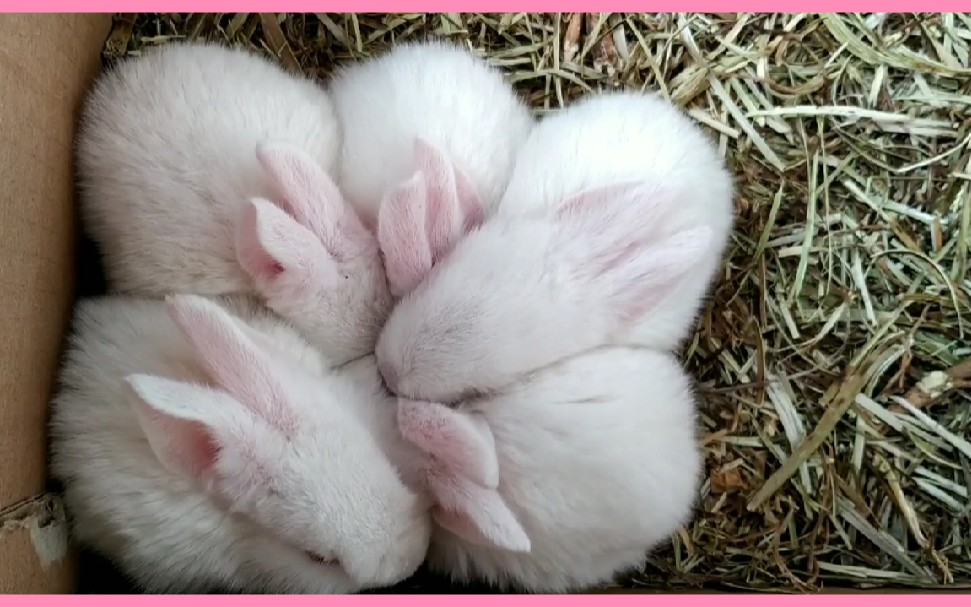 【高萌预警】分别带你看出生3天,15天和刚满月的小兔子(*/63*)