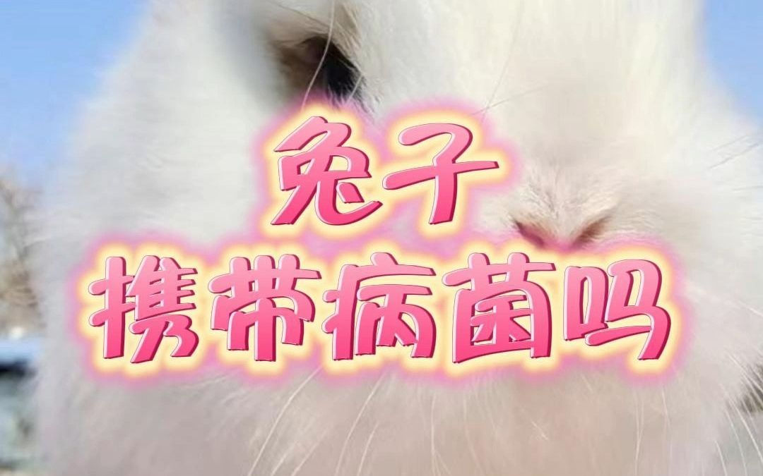 兔子携带病菌吗?哔哩哔哩bilibili