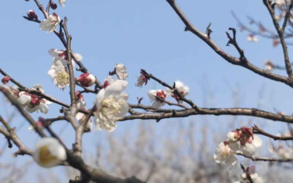 [图]苏州香雪海，砌下落梅如雪乱，拂了一身还满～