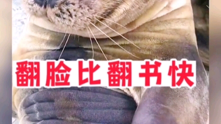 翻脸比翻书还快没带好吃的瞬间就躺下了 #老铁笑一笑 #搞笑配音 #搞笑