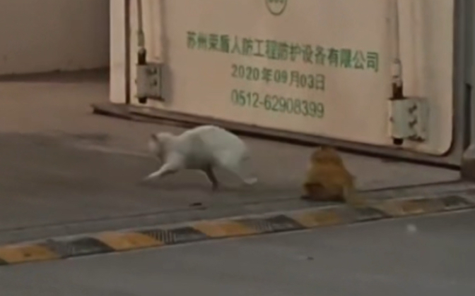 [图]猫：太奶显灵了，快跑！