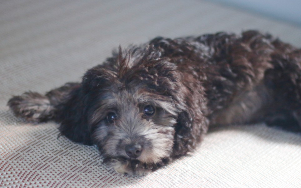 小哈皮的日常撒娇