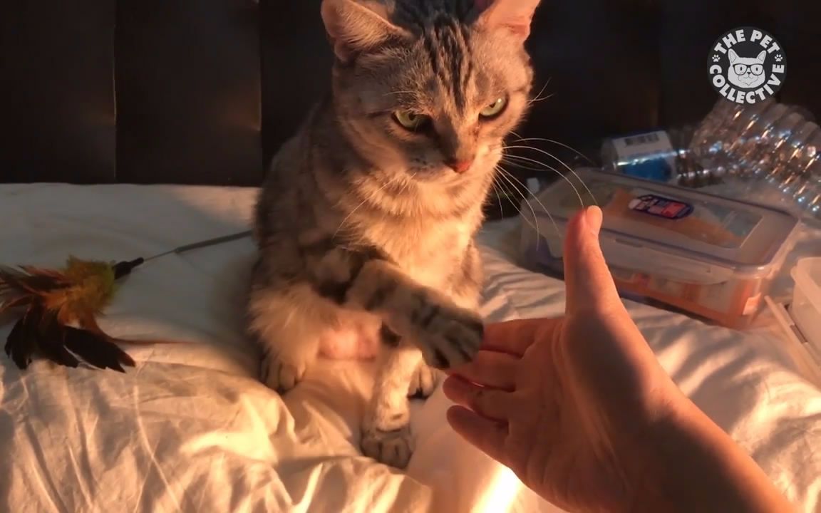 这个愚蠢的两脚兽非要和我握爪丨宠物爆笑视频