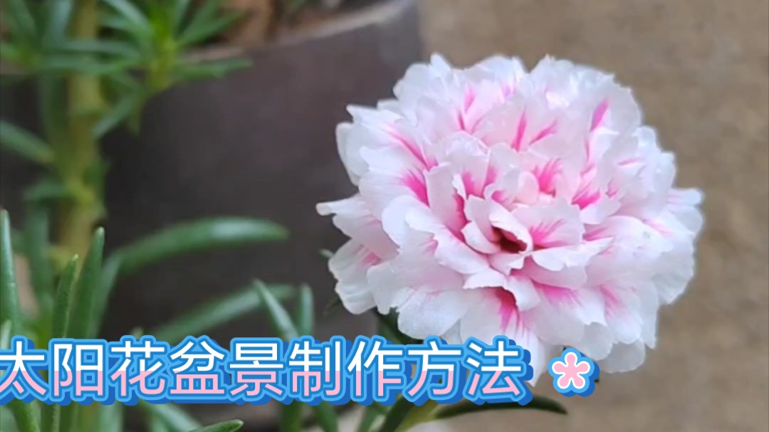 太阳花盆景制作方法介绍,用一根太阳花枝条,一个花盆,一块石头,就可以