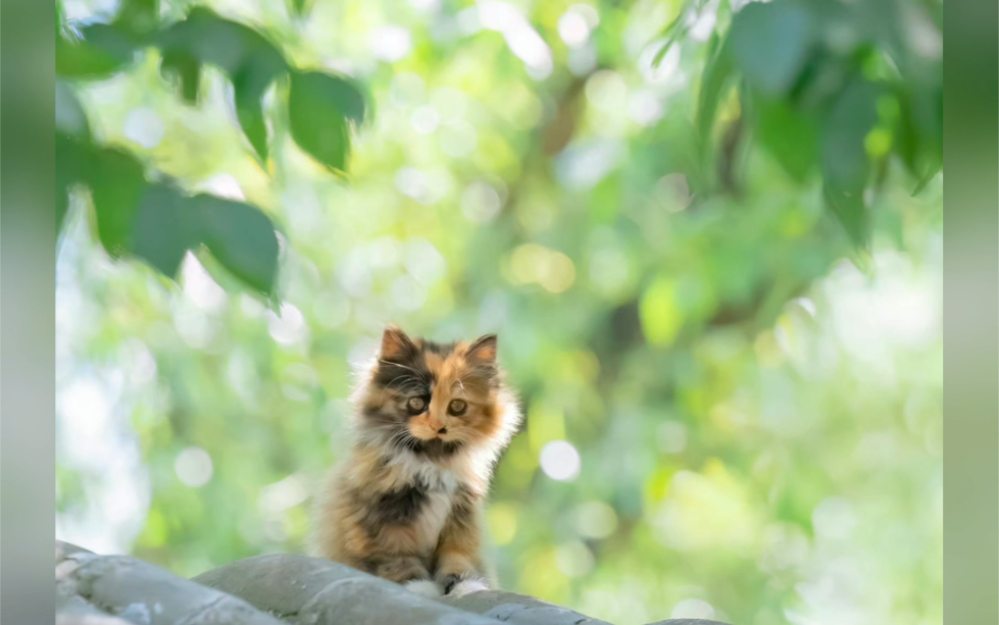 脏脏包阿絮是你吗!