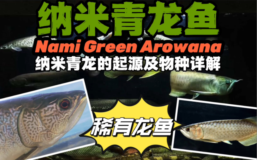 纳米青龙鱼的起源及物种详解  马来西亚Nami Green Arowana哔哩哔哩bilibili