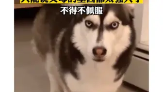 见过柯基和哈士奇的宝宝吗？父母的基因都太强大了，不得不佩服