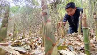 农村小伙深山拔春笋，钻进竹林，发现了什么哇哇大叫，高兴坏了