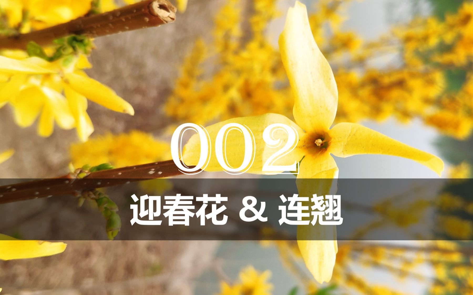 【植物分类与系统发育】No.002 木犀科:迎春花 & 连翘哔哩哔哩bilibili