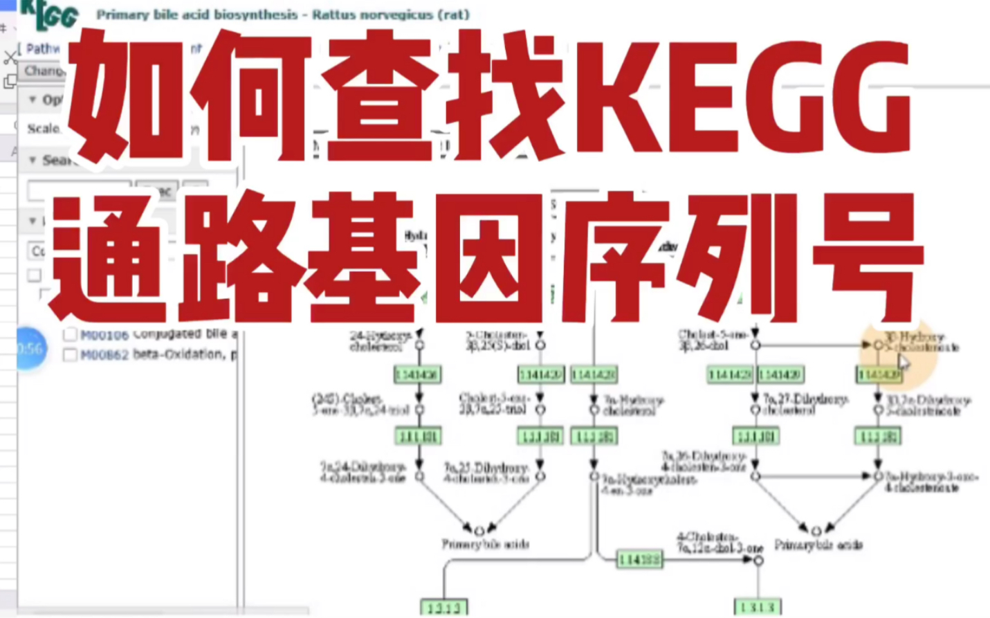 如何查找KEGG通路基因序列号哔哩哔哩bilibili