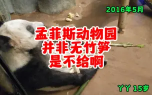 Скачать видео: 孟菲斯动物园并非无竹笋 是不给啊