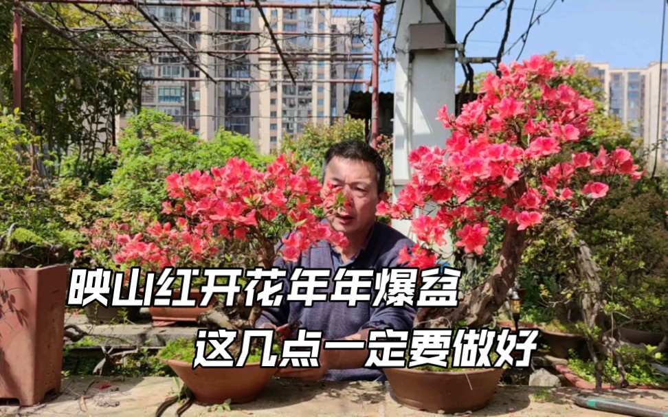 映山红开花年年爆盆这几个简单环节不能忽视哔哩哔哩bilibili