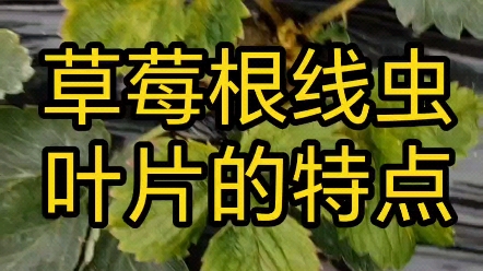 草莓芽线虫图片