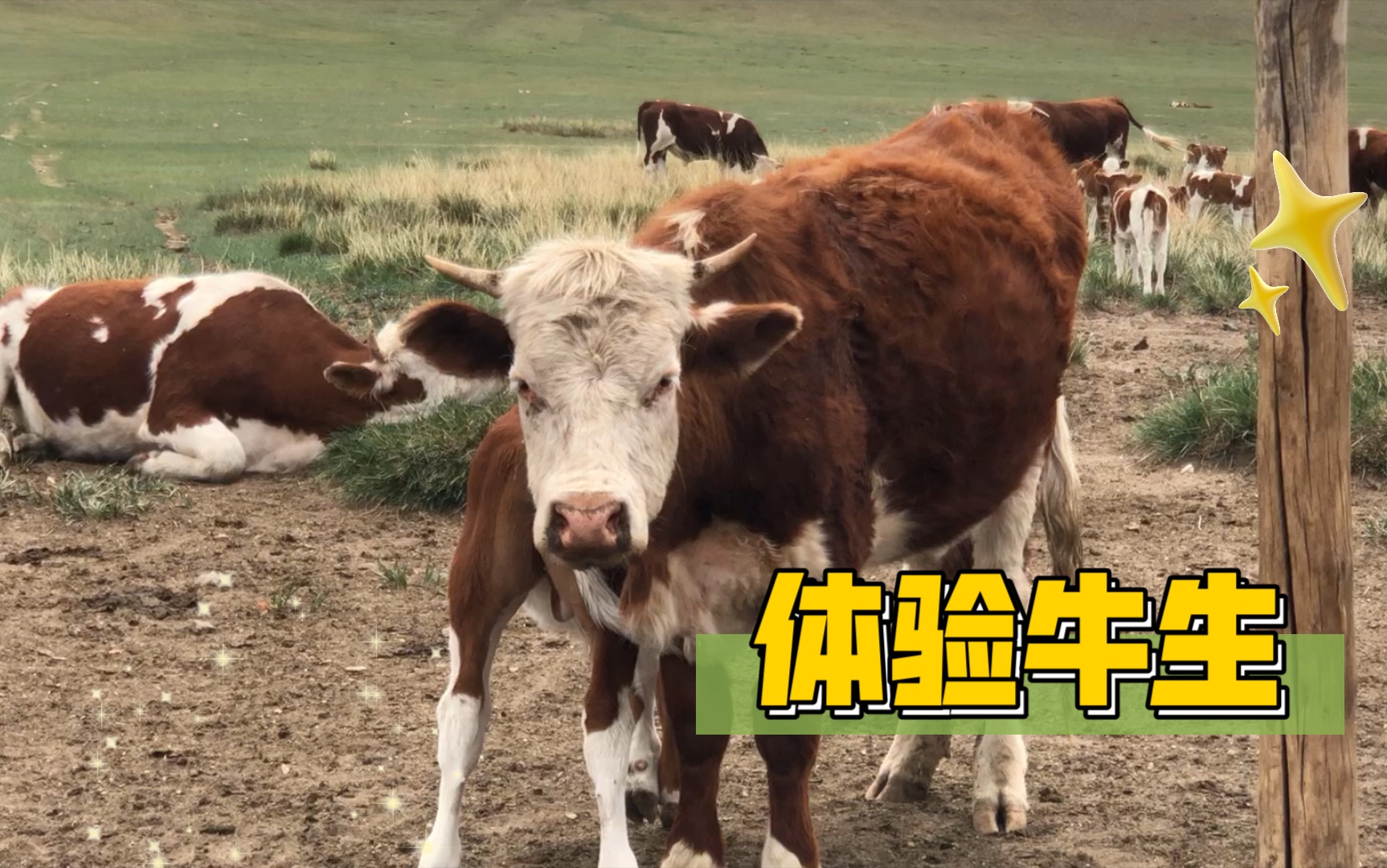 [图]体验牛的一天 & 大草原上 蓝天白云绿草地 无忧无虑自由自在是向往的生活。草原生活系列vlog1