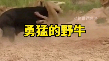 勇猛的野牛跑進獅群拱完就溜