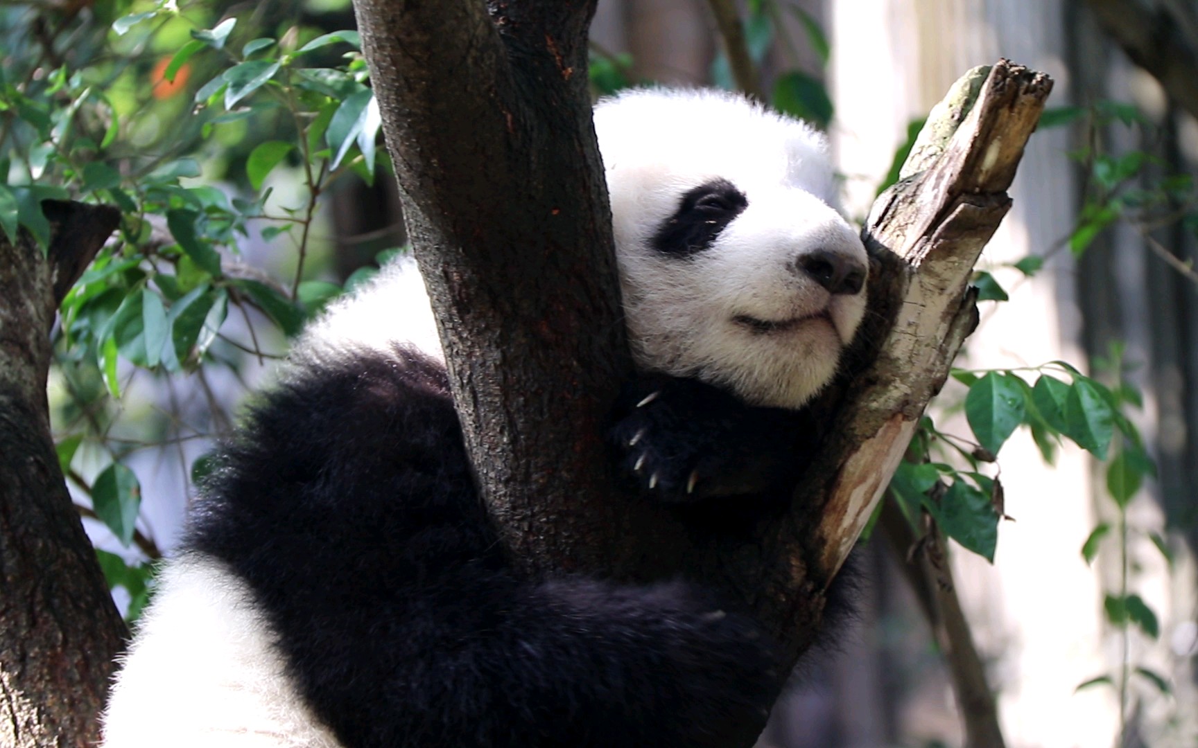 【大熊猫萌五】睡觉的五五,有没有很像三三^o^_哔哩哔哩 (゜-゜)つロ