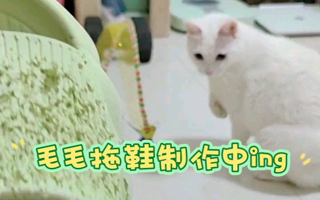 怎么证明你养猫了哔哩哔哩bilibili