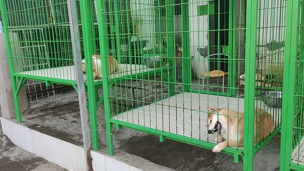 开封狗市_哔哩哔哩_bilibili