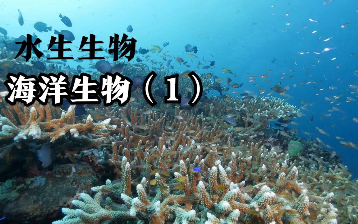 一遍就能认识的水生生物科普 海洋鱼类(1)哔哩哔哩bilibili