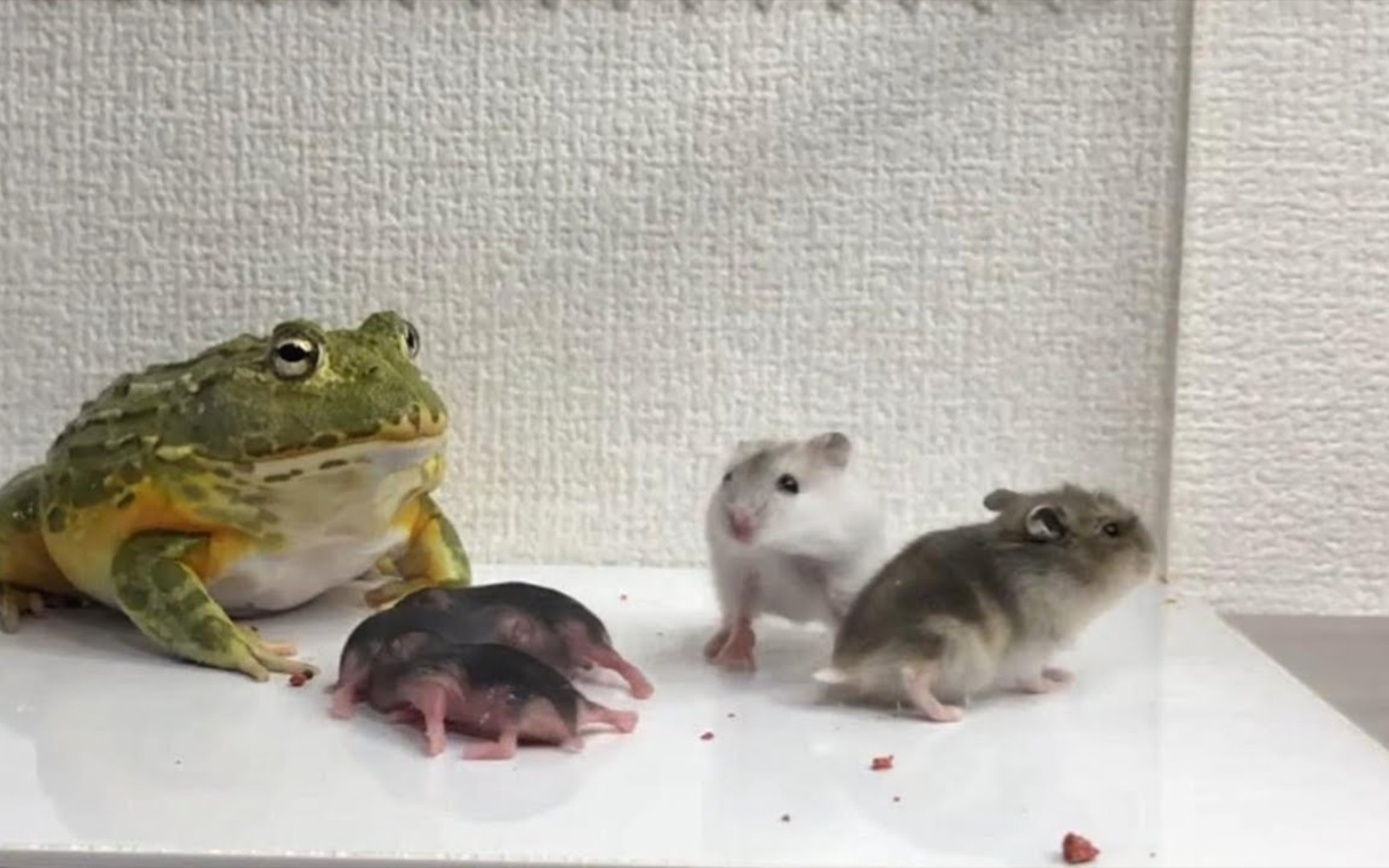 [图]🐸青蛙來了