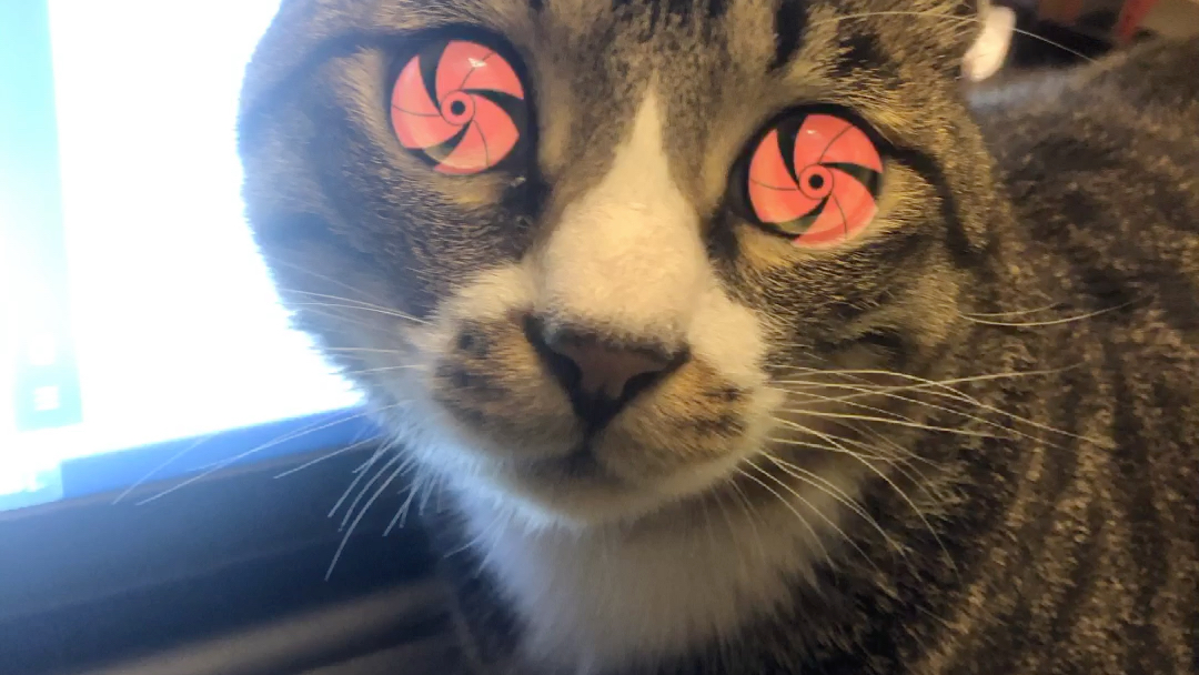 给我家猫猫做了双写轮眼!_哔哩哔哩 (゜-゜)つロ 干杯~-bilibili