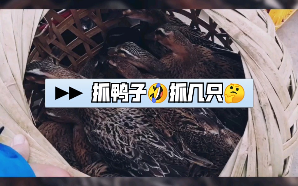 生态鸭冬天早晨冷怎么办抓几只鸭子身体就暖和起来了