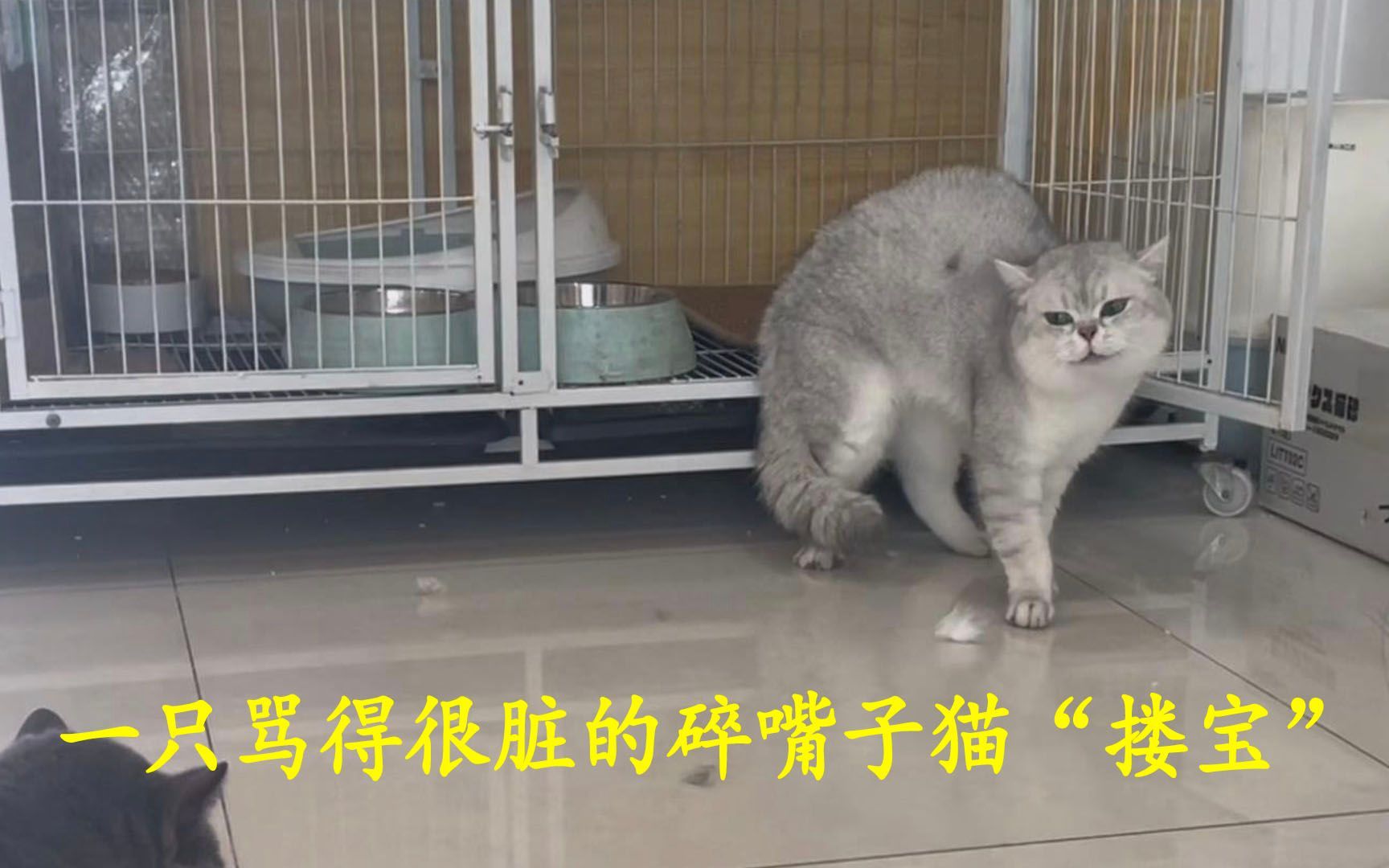 一只骂得很脏的碎嘴子猫“搂宝”哔哩哔哩bilibili