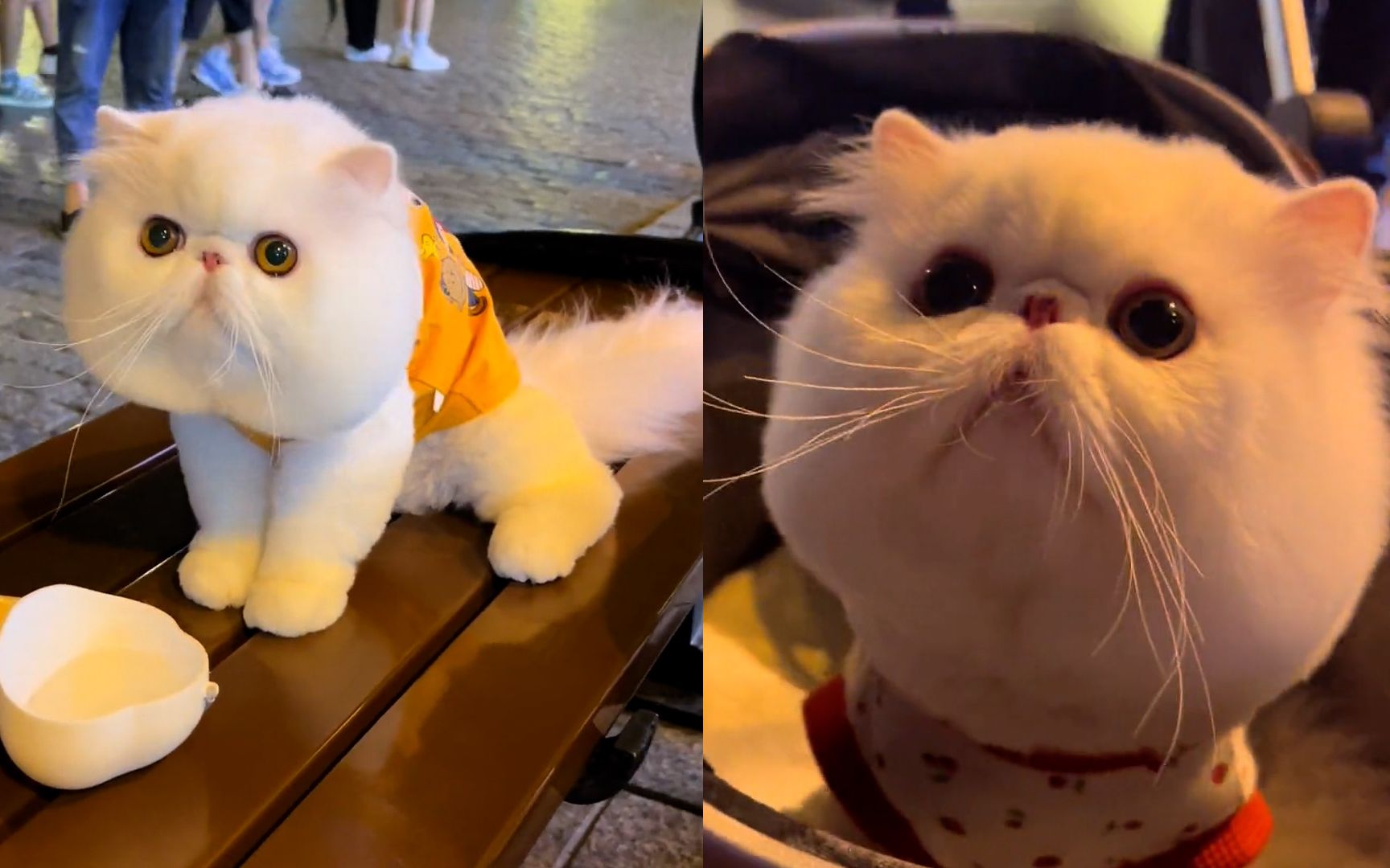 波斯猫绵绵是小有名气的"网红猫",棉花糖似的外表:养的太好了