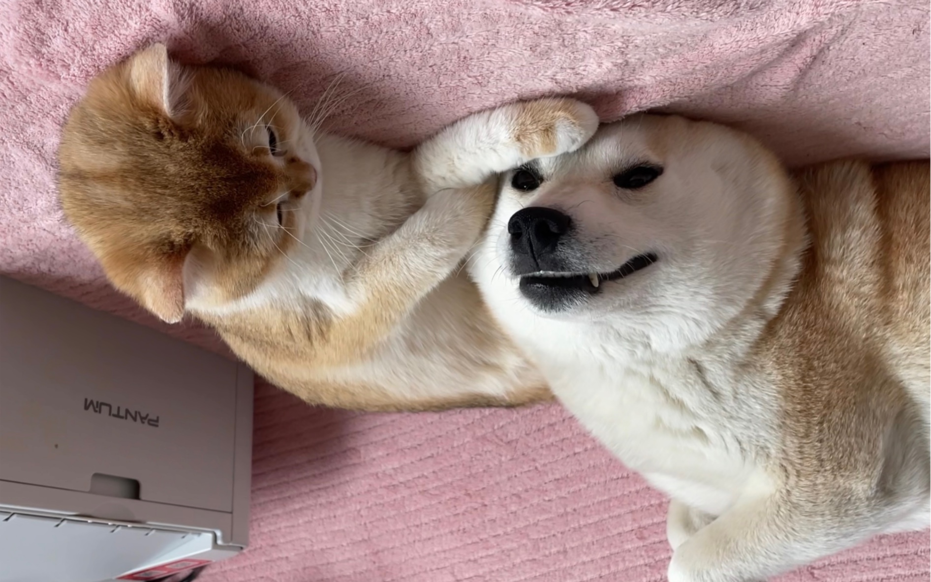 扭扭抖抖:犬系女友和猫系男友 亲亲抱抱贴贴贴