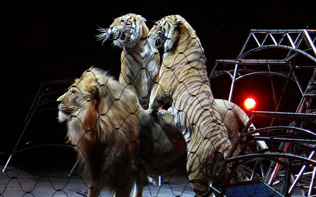 这次的马戏团狮虎斗还上新闻联播了_哔哩哔哩 (゜