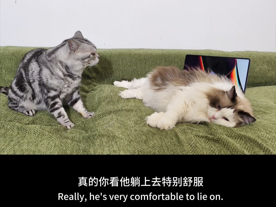 猫猫情景剧之《猫的“报恩”》哔哩哔哩bilibili