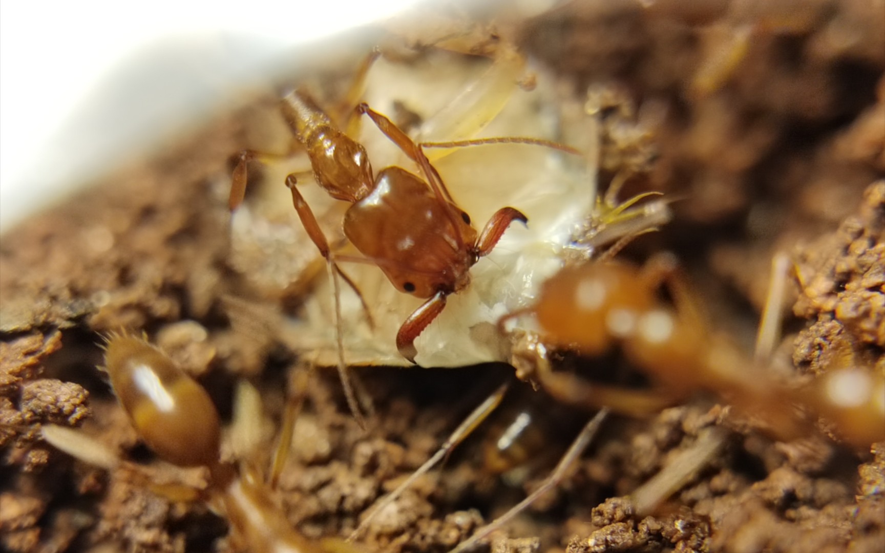 【蚂蚁日常】光亮大齿猛蚁喂食杜比亚蟑螂