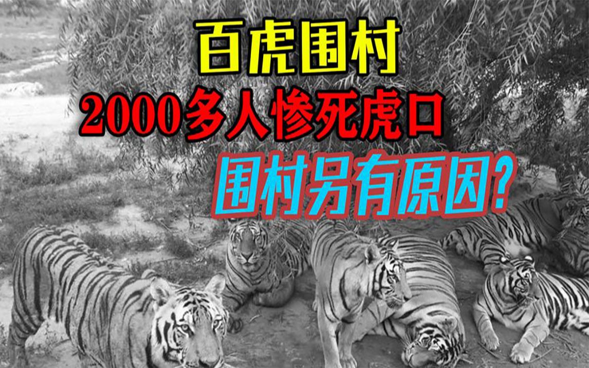 50年代湖南“百虎围村”事件,2000多人惨死虎口,究竟有何缘由?哔哩哔哩bilibili