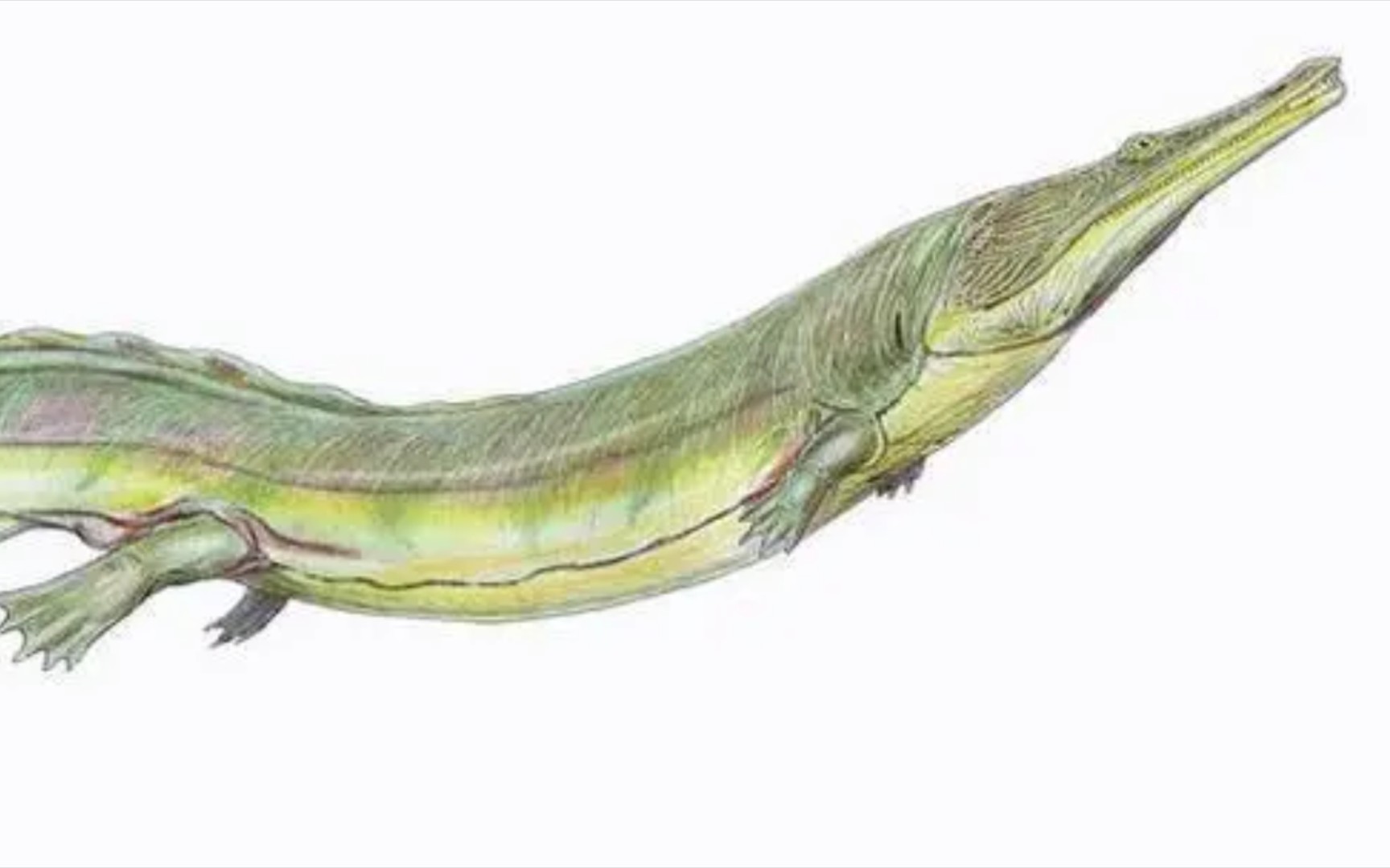 《我的世界》普氏锯齿螈围场