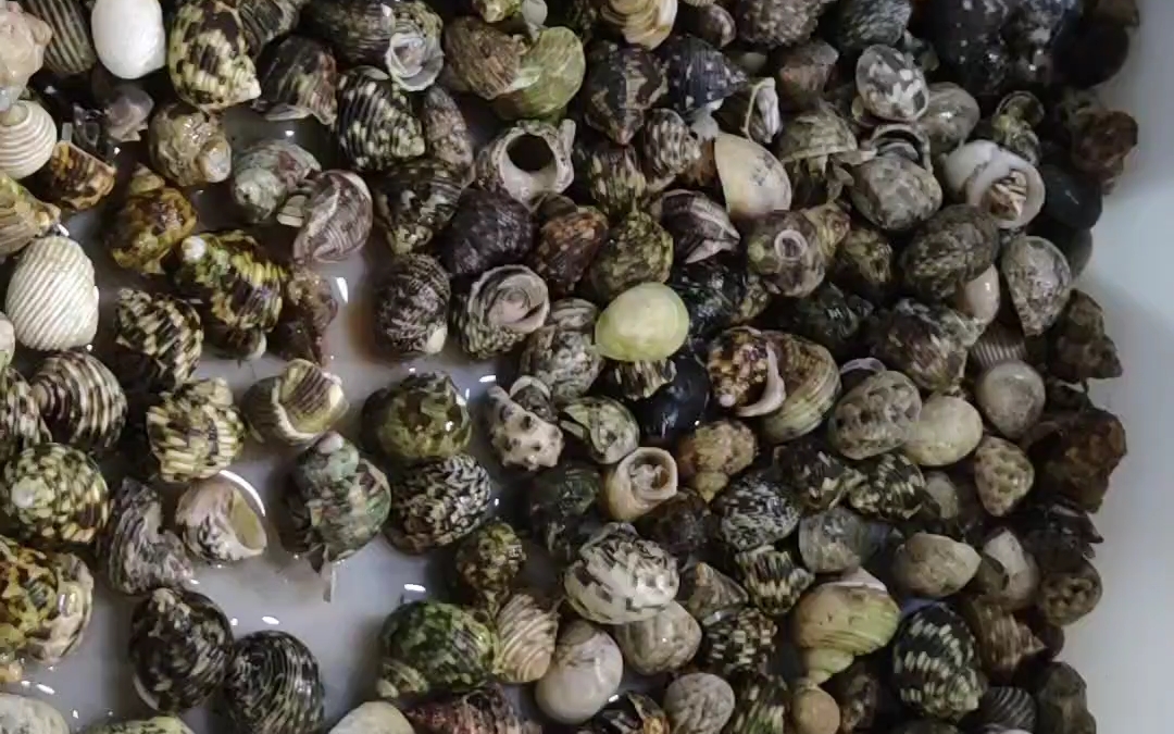 [498]好可爱的寄居蟹