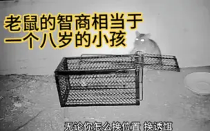 Download Video: 为什么抓过老鼠的捕鼠笼子，很难再次抓抓住老鼠