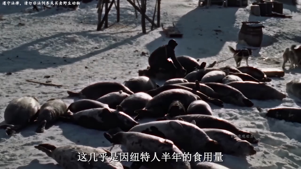 因纽特人的海豹储备遭白人大肆猎杀,白人熬制海豹肉赚的盆满钵满"纪录