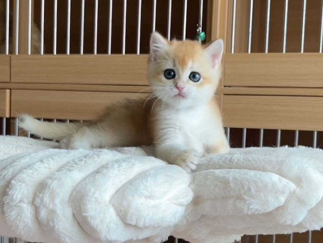 金渐层ny12妹妹!小甜妞