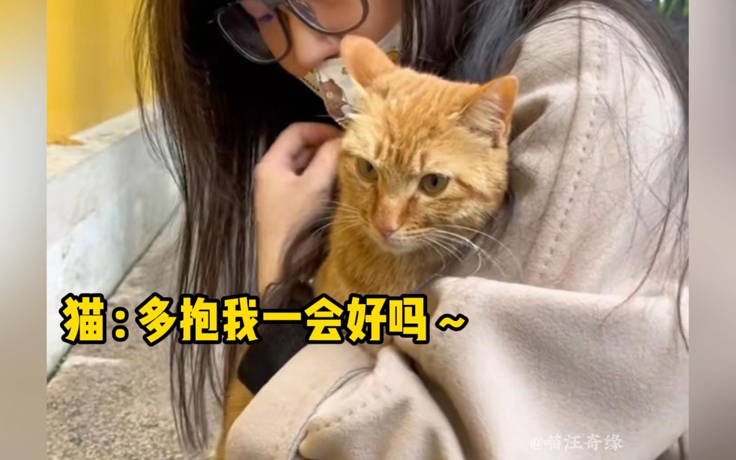 [图]猫：我也不想流浪呀，我也想有个家！