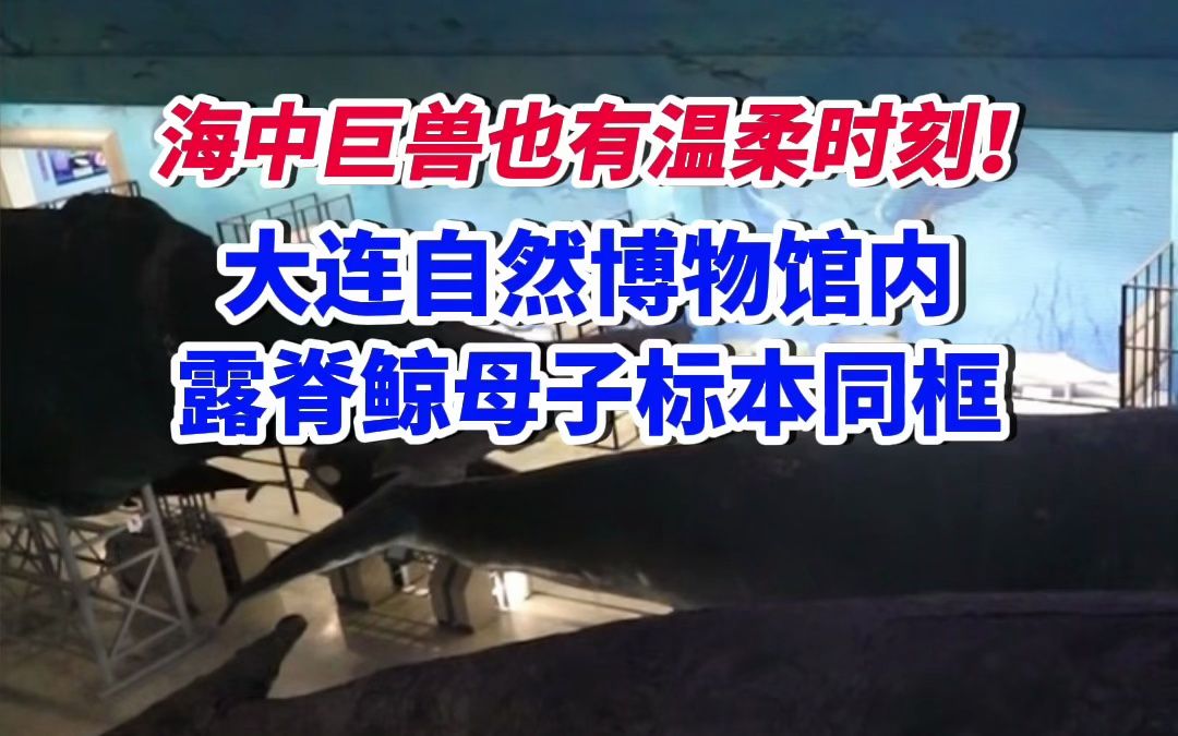 海中巨兽也有温柔时刻!大连自然博物馆内露脊鲸母子标本同框