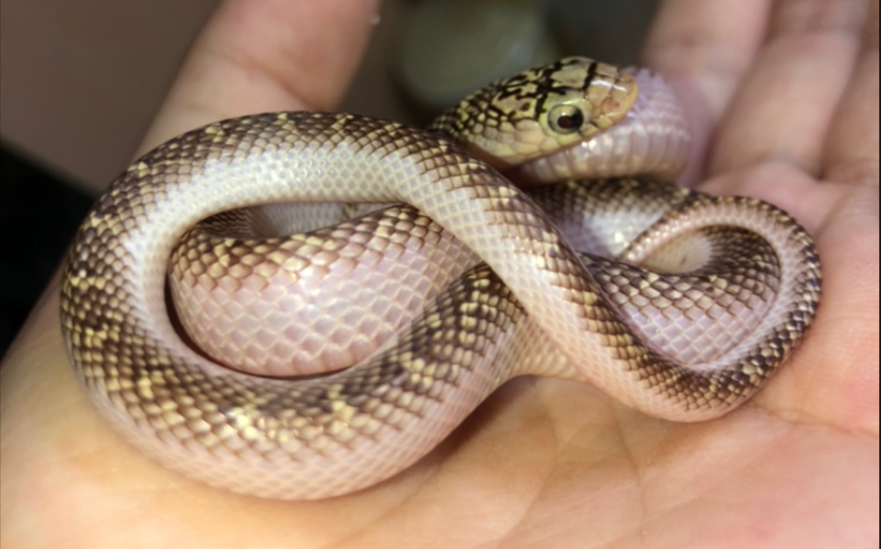 【白边布鲁克】开箱安置,喂食