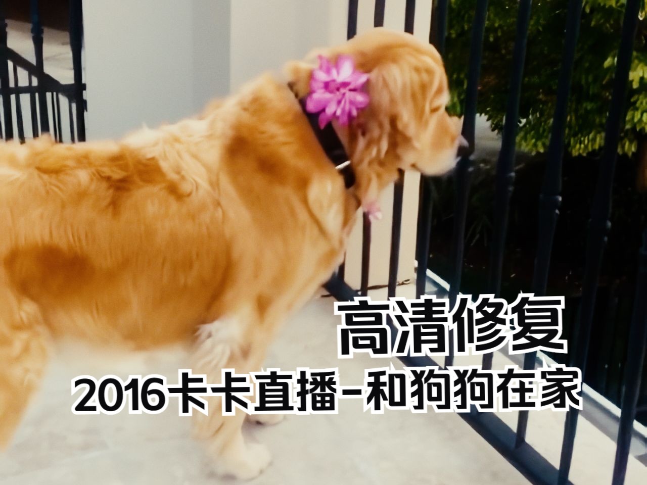 【高清修复】2016 卡卡在奥兰多和狗狗在家 2016-4-17 直播片段