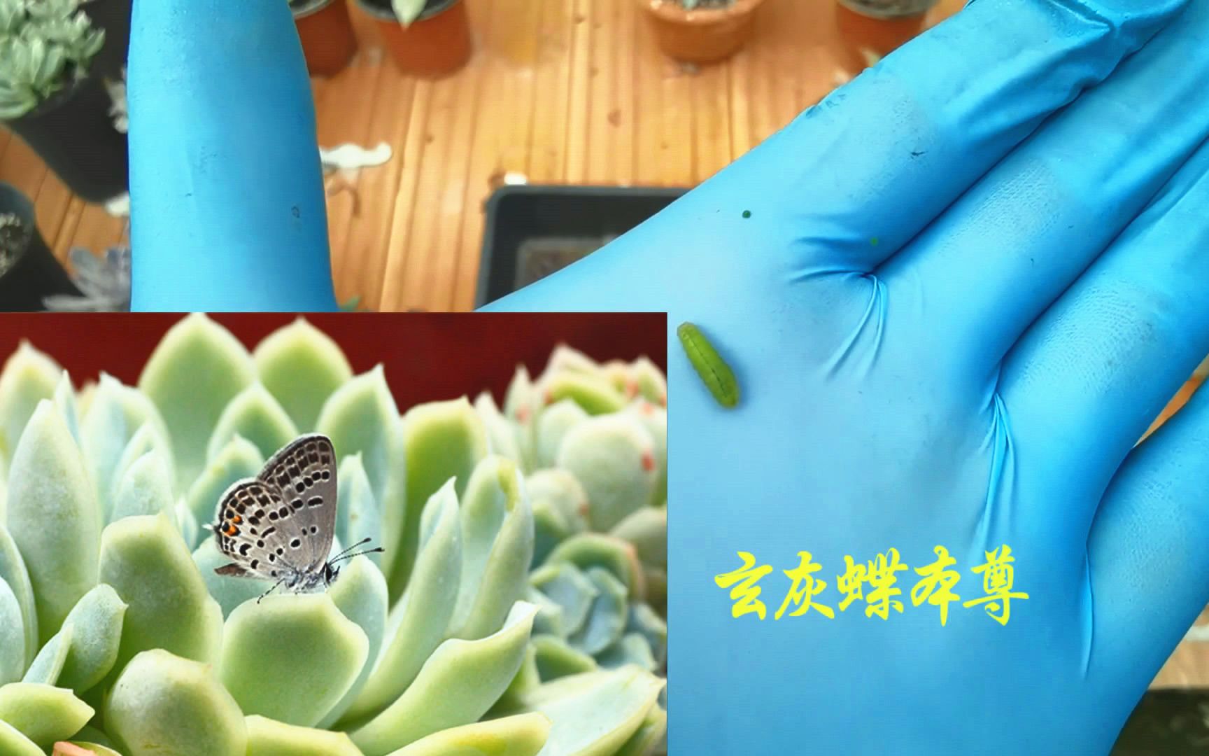 活动作品你们有福了玄灰蝶幼虫找到了多肉虫害重口慎入