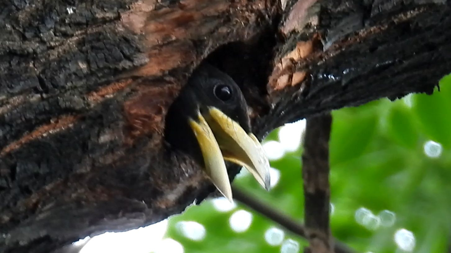 树洞里伸出一张大嘴