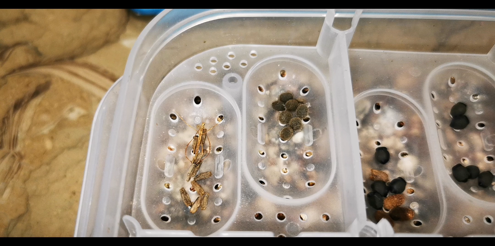 光速播放03终于拍到竹节虫孵化过程