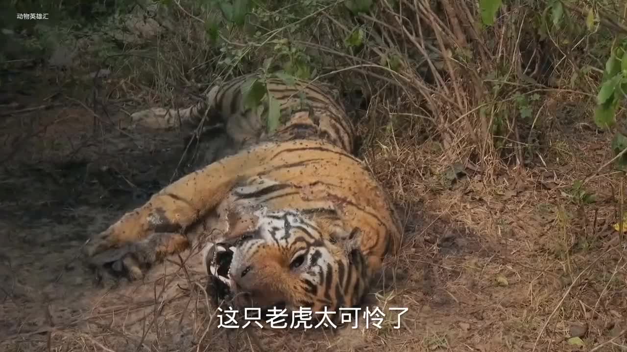 老虎被毒蛇攻击,工作人员赶到后,一切都晚了